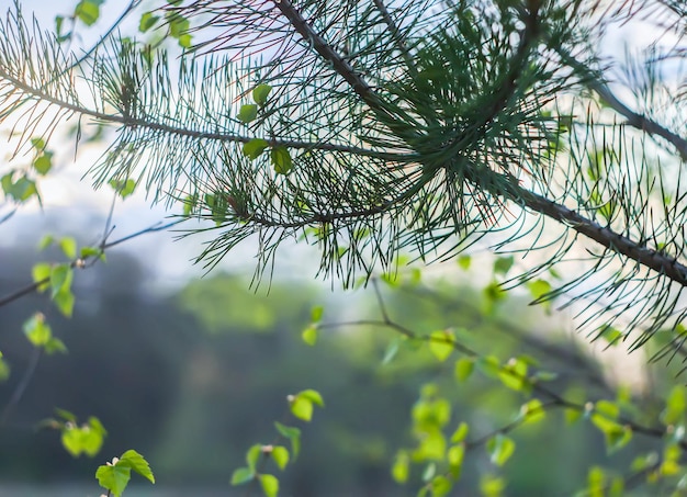 Spring landscape in the countryside.