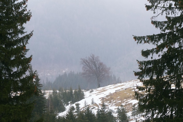 Spring landscape Evening in mountains Beech tree in a frame of fir branches Beauty in nature