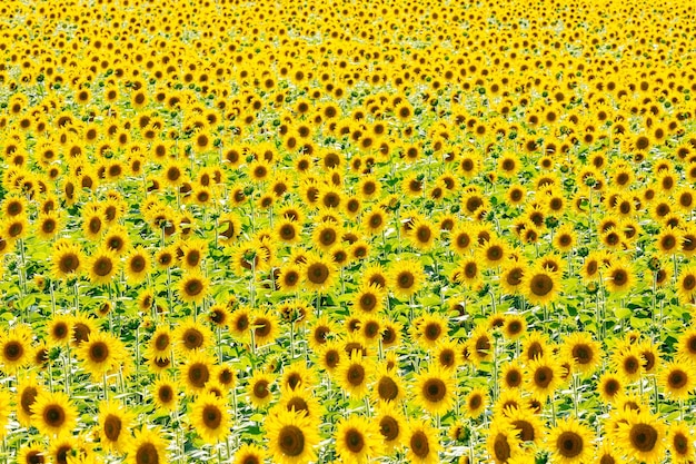 Spring landscape field of beautiful golden sunflowers blue sky and white clouds in the background