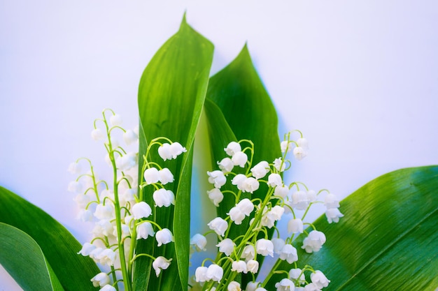 Spring landscape flowers lily of the valley