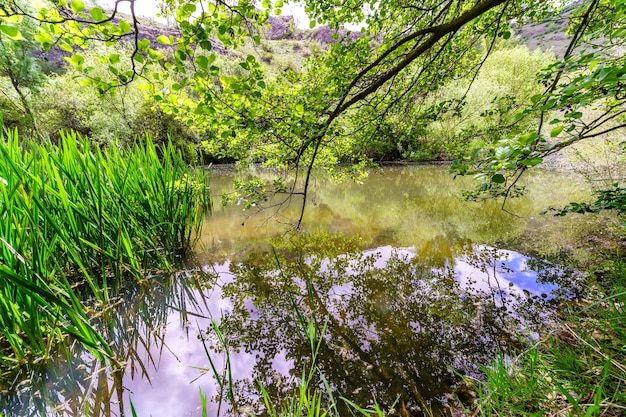 Spring landscape in the forest with small river reflecting the tree branches. DuratÃÂ³n, Segovia.