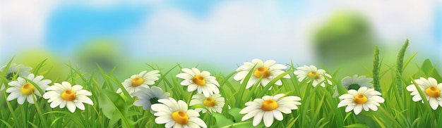 Spring landscape, Green grass and chamomile, banner background