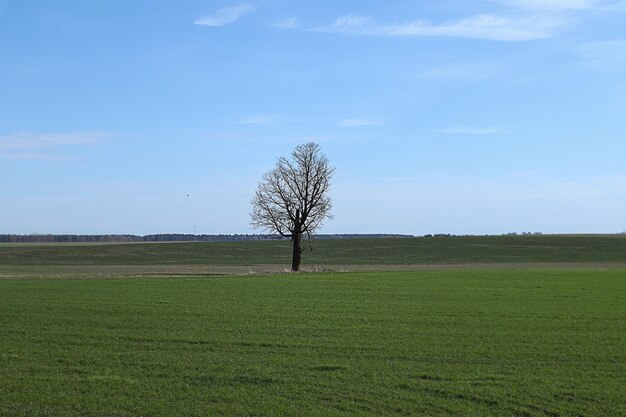 Foto paesaggio primaverile un albero solitario in mezzo a un campo contro un cielo blu