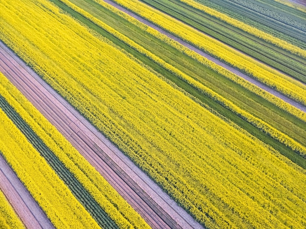 Spring landscape of rapeseed flower field high angle view