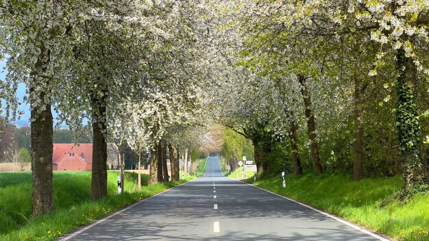 Photo spring landscape a road among blossoming cherry alley germany countryside