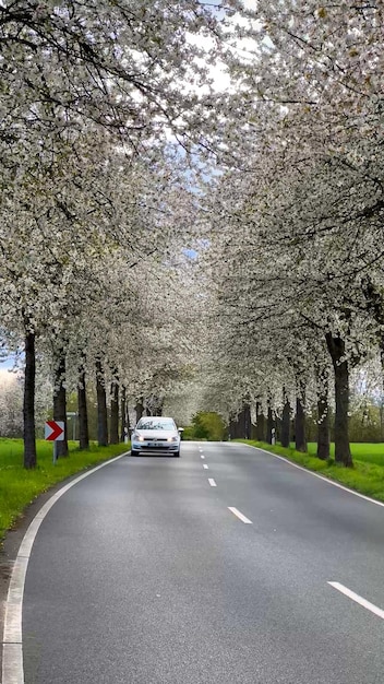 春の風景 桜の開いた通りの中の道 ドイツの田舎