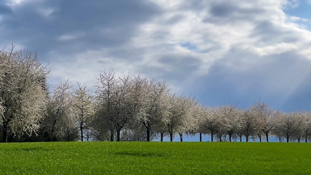 Spring landscape a road among blossoming cherry alley Germany countryside