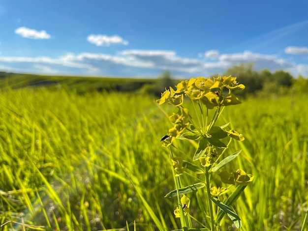 Spring landscape rural countryside blooming daisies dandelions rural nature