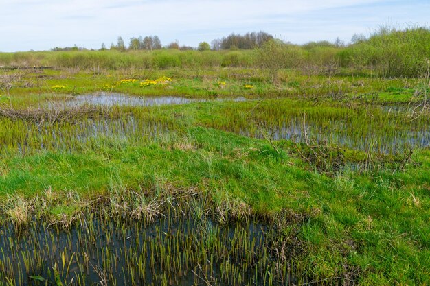 Photo spring landscape in the swamp