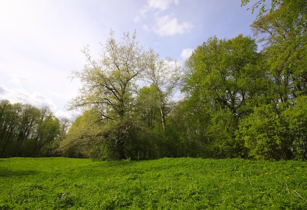 Spring landscape Wild forest in the countryside