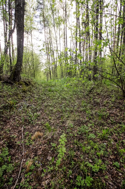 Spring landscape Wild forest in the countryside