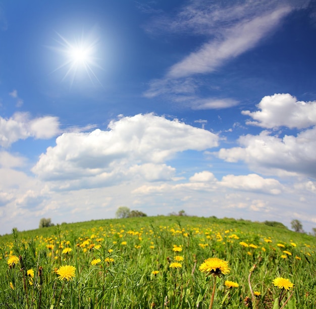 Spring landscape with dandelion flowers