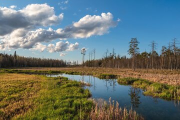 Premium Photo  Swamp landscape under a blue sky on a clear day