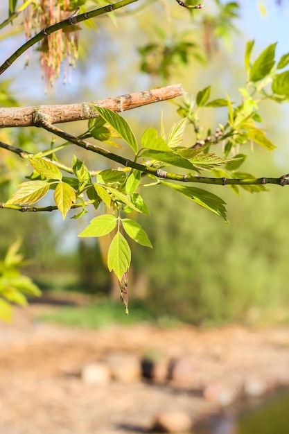 Весенний пейзаж с зелеными ветвями весеннего дерева. Растение Acer negundo.