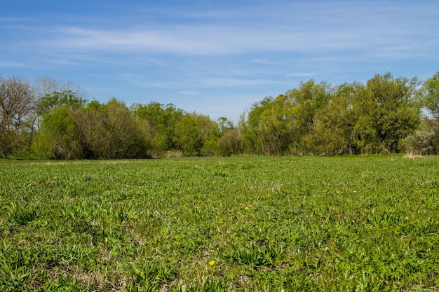 Spring landscape with green meadow and trees