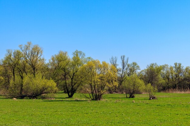 Spring landscape with green meadow and trees