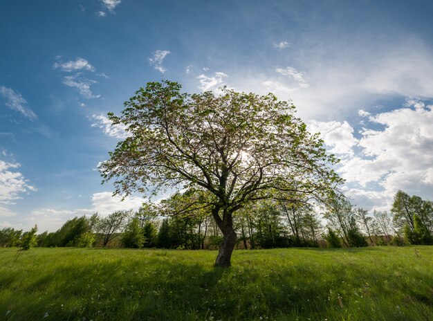 Foto paesaggio primaverile con albero sul prato, erba verde e fiori, bel cielo