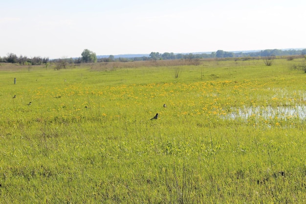 Spring landscape