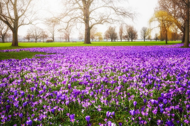 Spring landscape