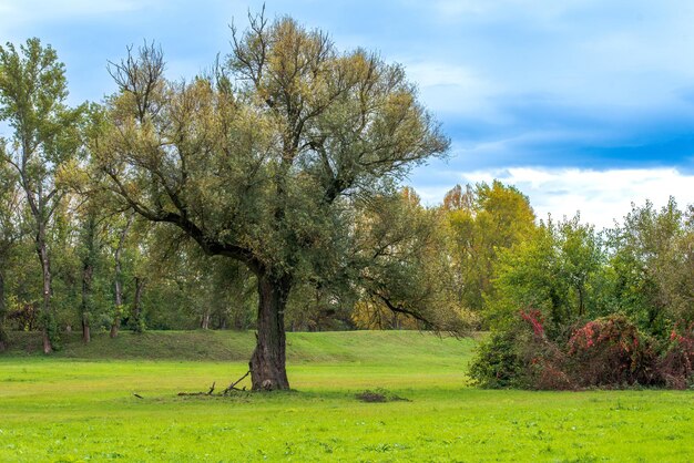 Spring landscape