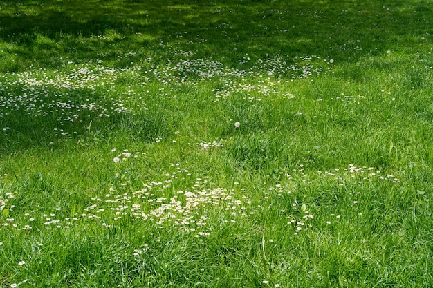 Весенняя лужайка с естественной пышной травой. Текстура фона. Трава в парке. Узор на поле. Необрезанный весенний газон.