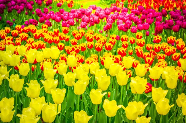 Spring lawn with purple, yellow and red tulips in dutch garden , Holland