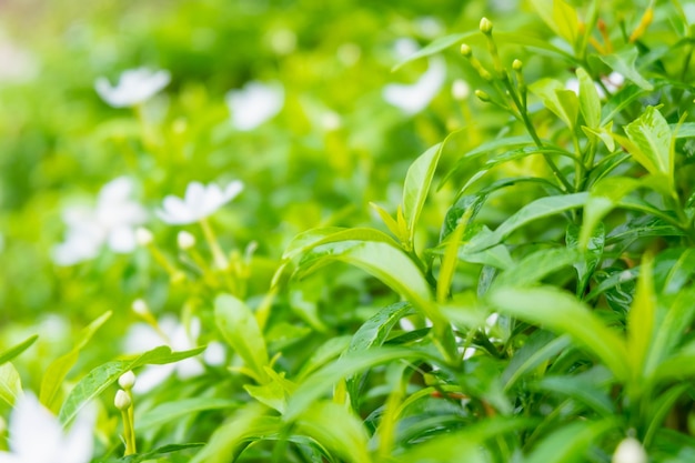 spring leaf background with morning sunlight