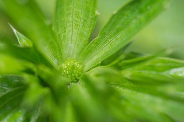 spring leaf closeup design natural foliage