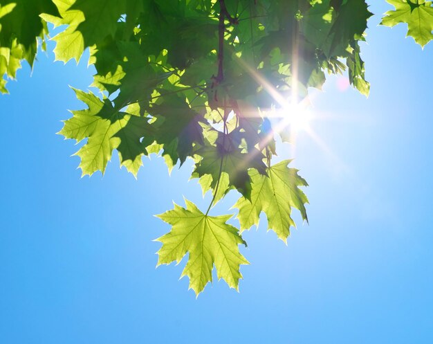 Spring leaf of maple tree