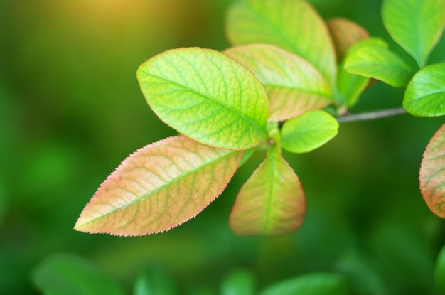 Spring leaf nature