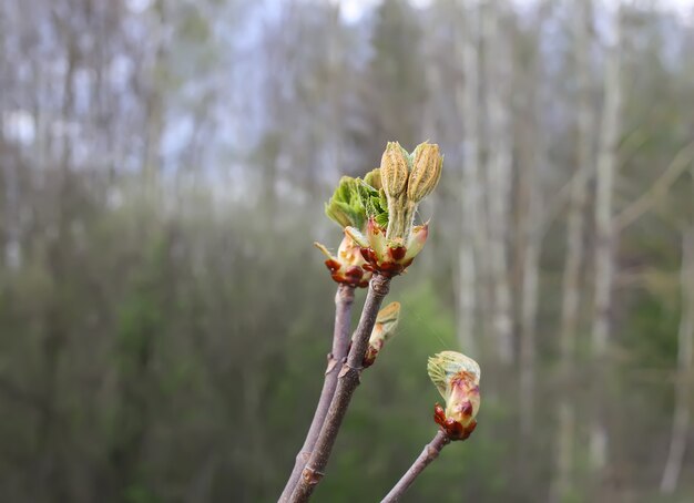 Весенние листья каштана Aesculus hippocastanum на фоне природы