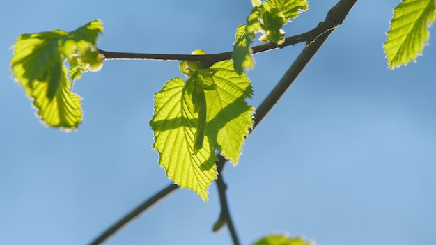 Spring leaves in the morning light natural environment vibrant pattern background