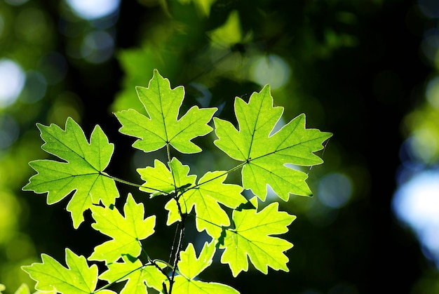 Spring leaves