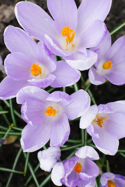 Spring lilac crocuses close-up on the bed bloom in spring. selective focus