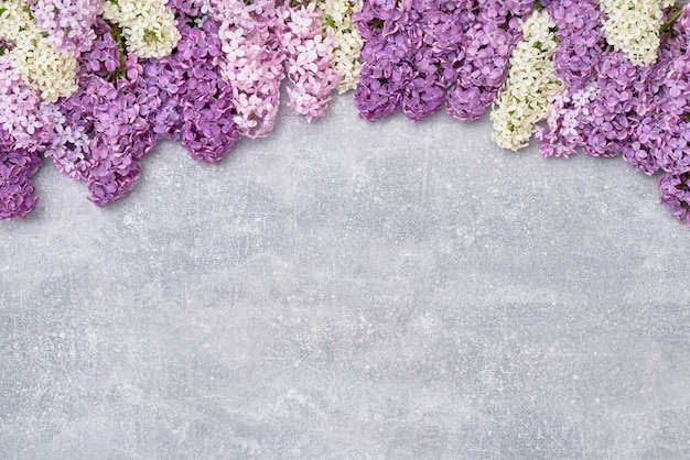 Spring lilac flowers on gray background