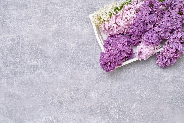 Spring lilac flowers on gray background