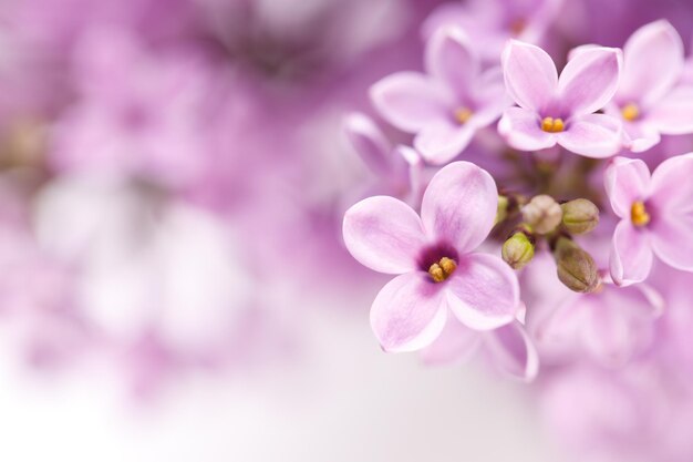 Spring Lilac flowers