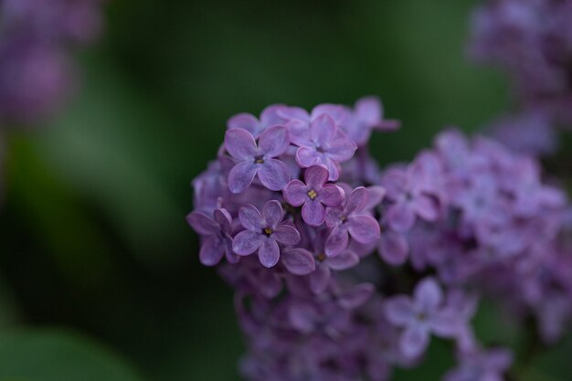 春のライラックの花