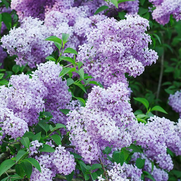 Spring lilac flowers