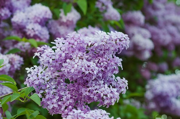 春のライラックの花