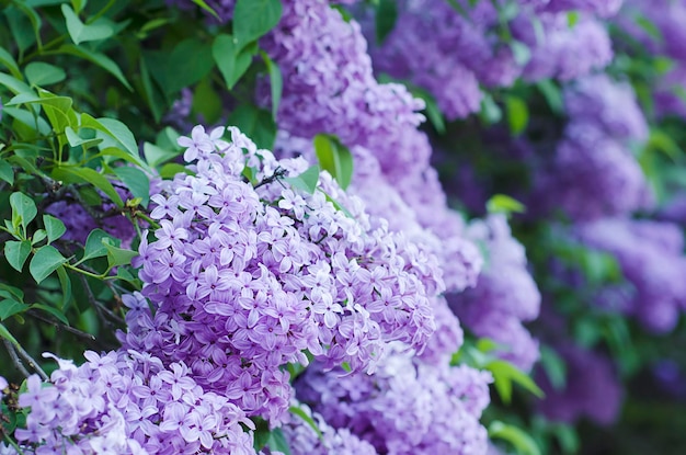 Spring lilac flowers