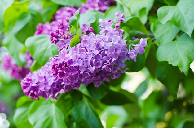 Spring lilac flowers