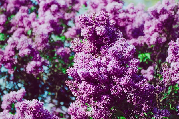 Spring lilac flowers