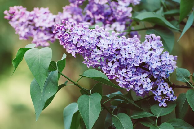 春のライラックの花