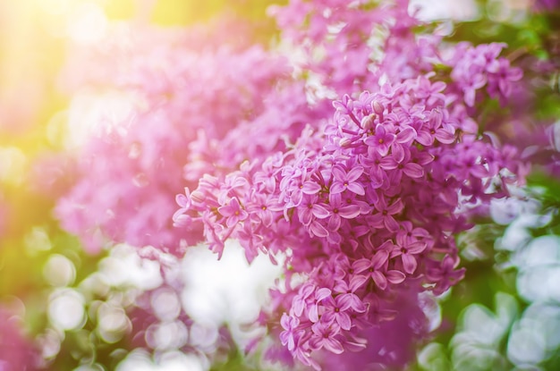 Spring lilac flowers