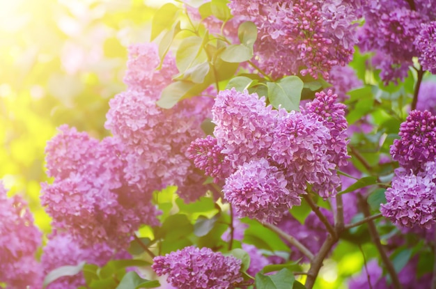 春のライラックの花