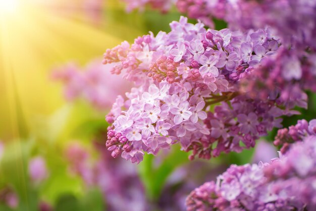 Spring lilac flowers