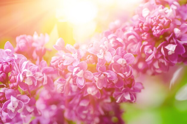 Spring lilac flowers