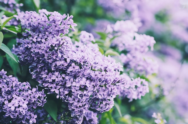 Spring lilac flowers