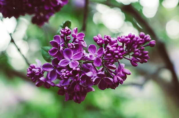 Spring lilac flowers